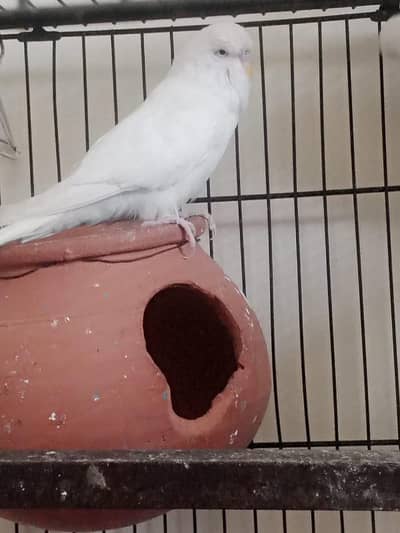 Red eyes White Albino Under Exhibition breeder male for sale