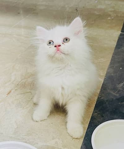 Pure Persian Kittens Available