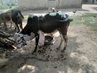 Desi vacha