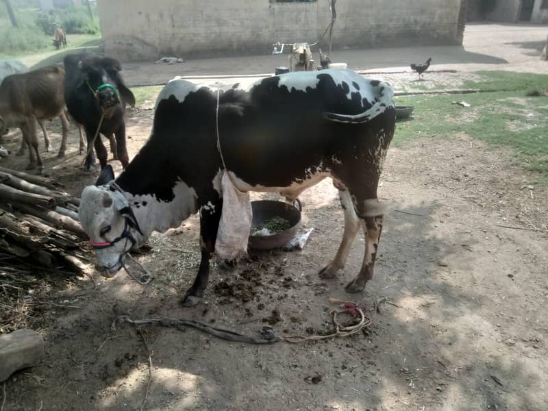 Desi vacha 0