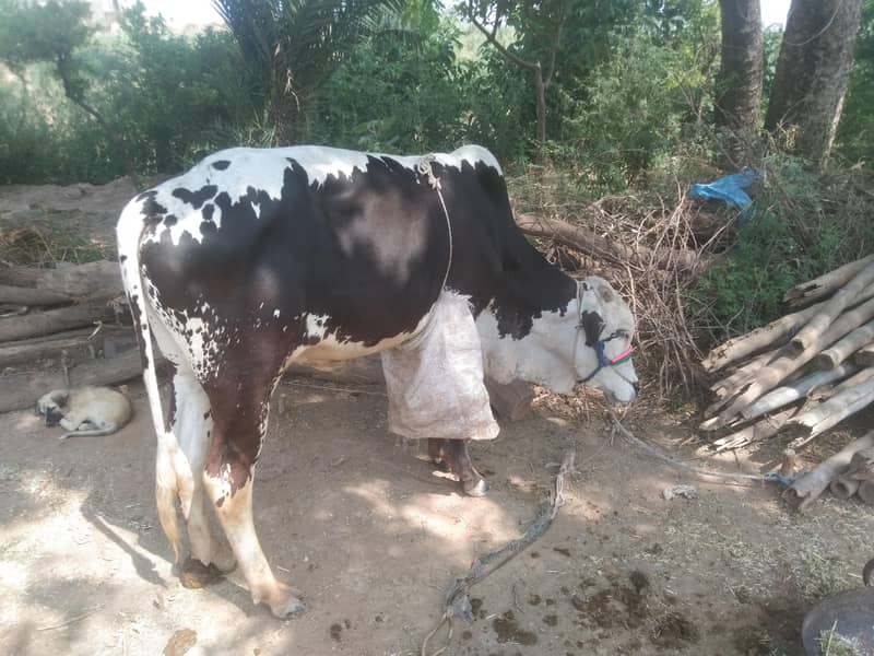 Desi vacha 1