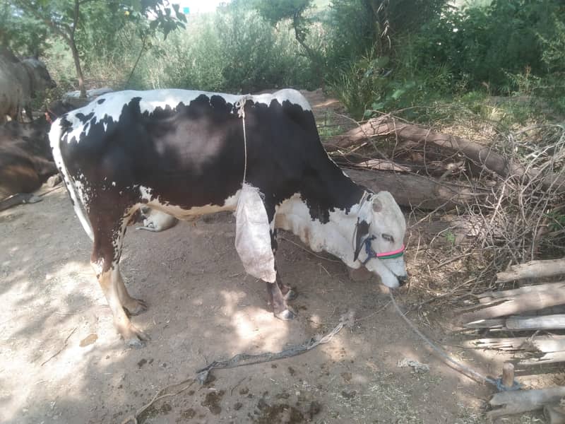 Desi vacha 2