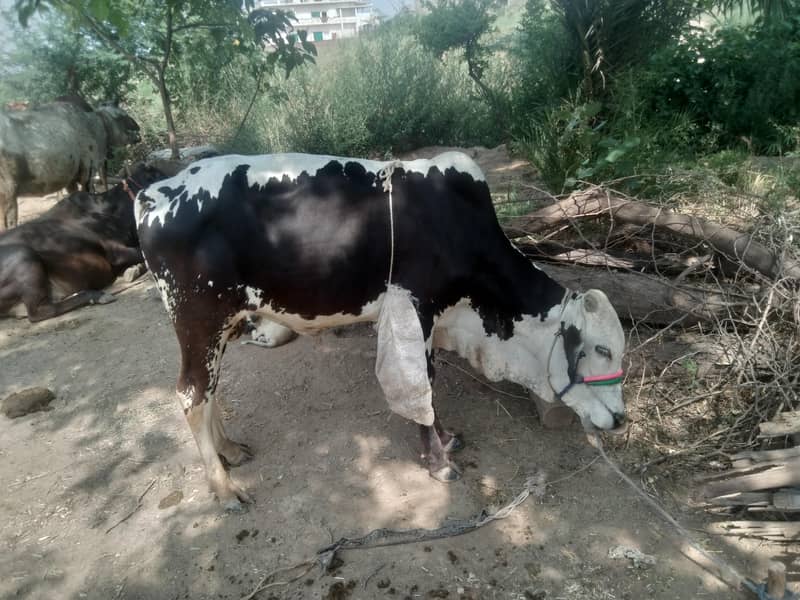 Desi vacha 3
