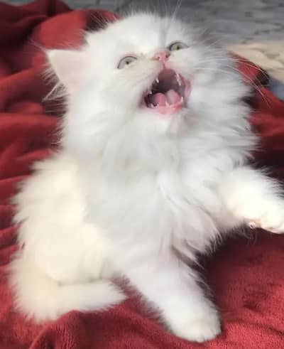 Persian female kitten for sale all Pakistan delivery available