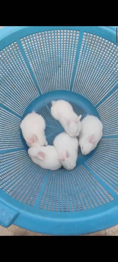 rabbits 