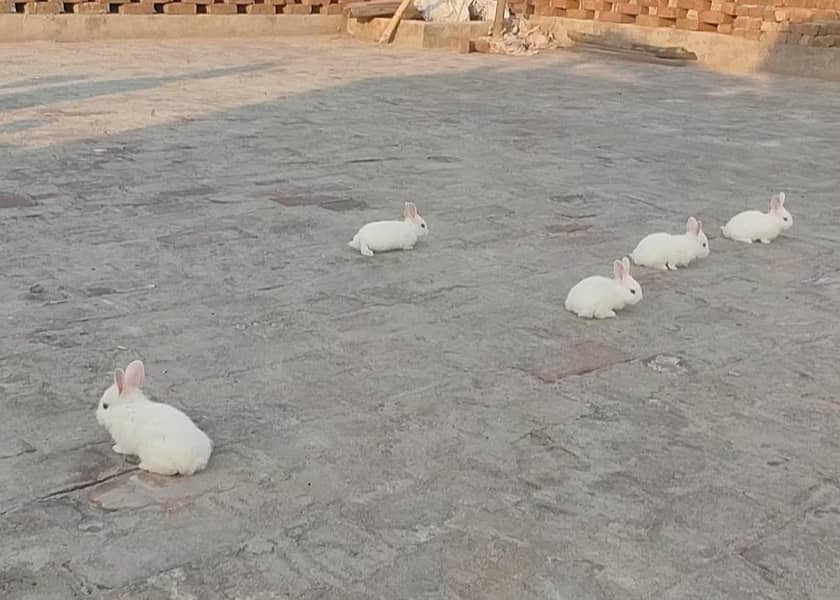 rabbits  1