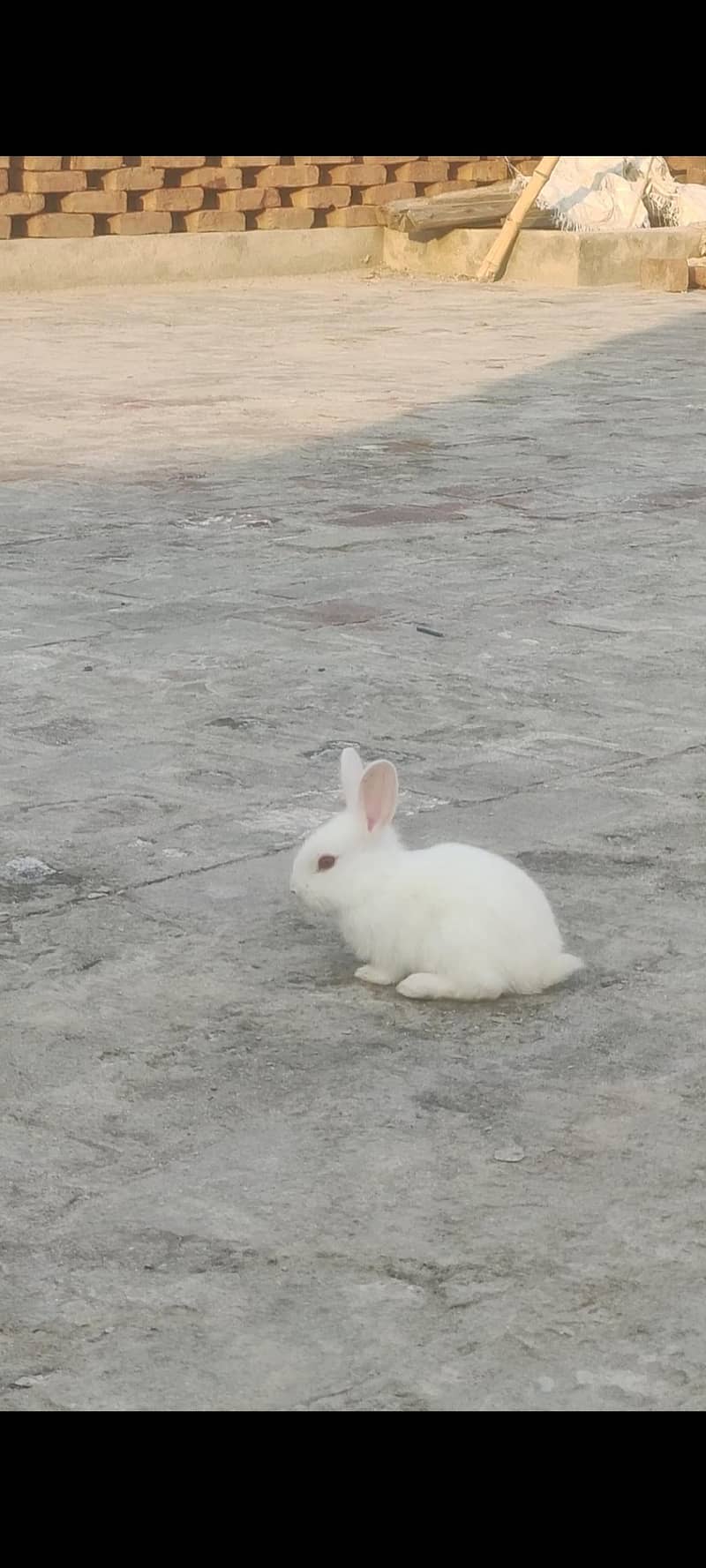 rabbits  2
