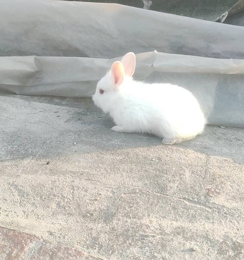 rabbits  3