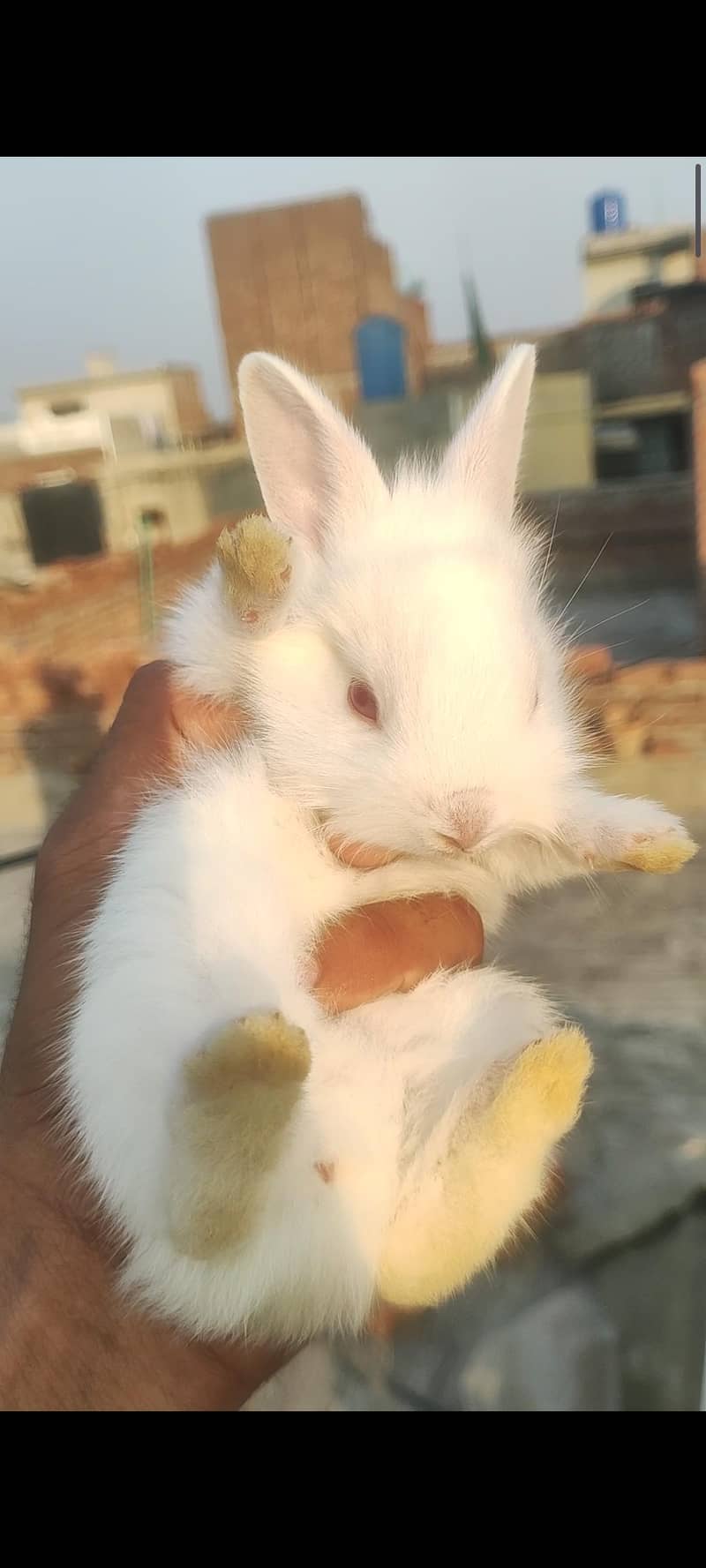 rabbits  4