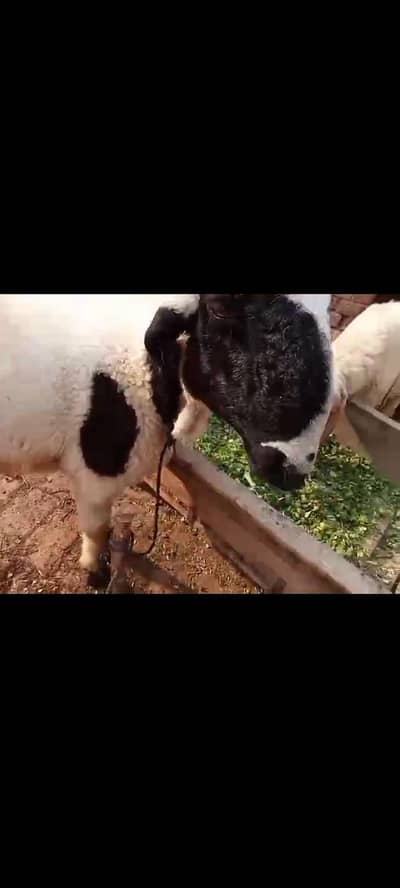 Male sheeps khoobsurat jori for sale