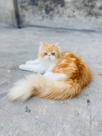 pikki face / Persian/ triple coated