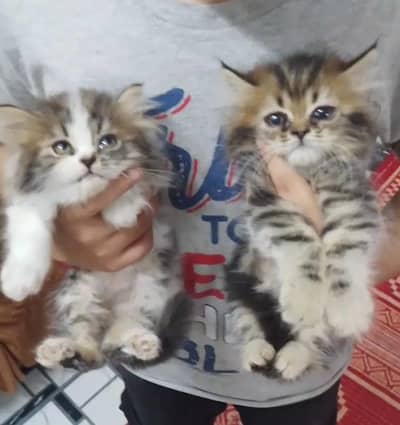 Persian kittens