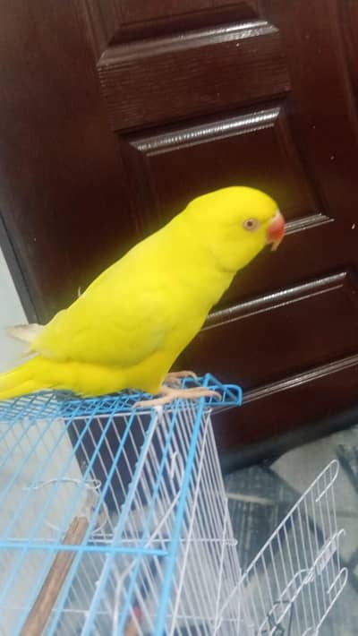yellow parrot female