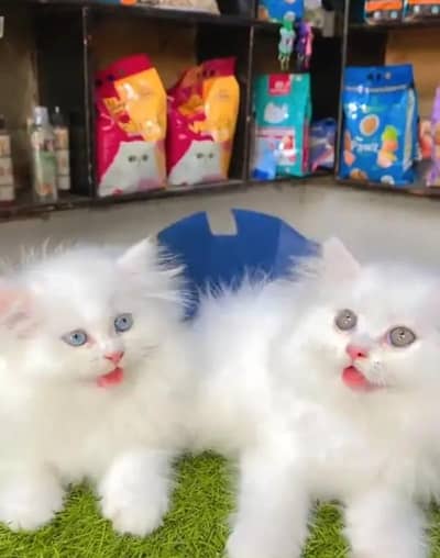 Persian female kitten for sale all Pakistan delivery available
