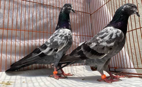 Farozpuri bredr pair for sale