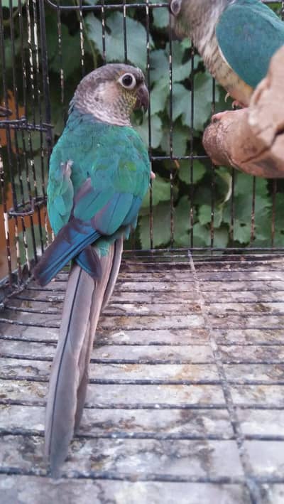 Blue Turquoise Cnoure