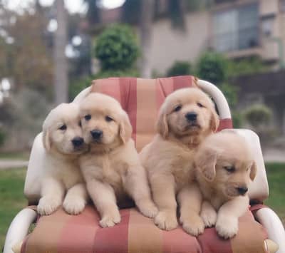 All Breed Puppy Are Available
