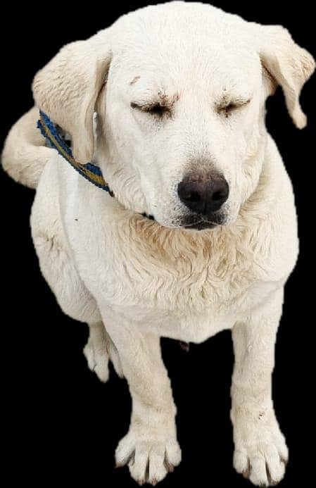 labradog 0