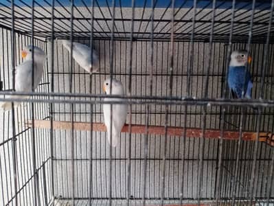 love birds fir sale