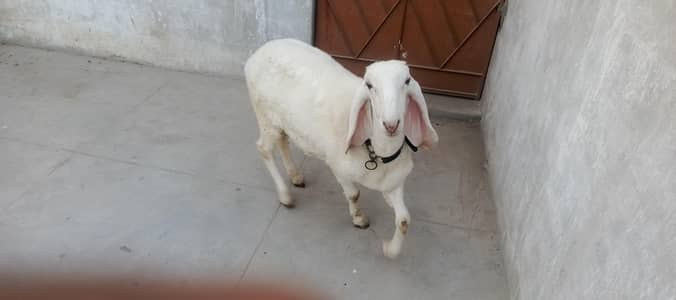 Dumba for sell ready for Qurbani