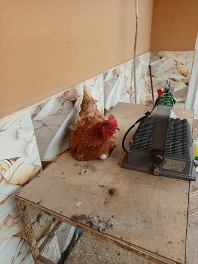 Hens for sale