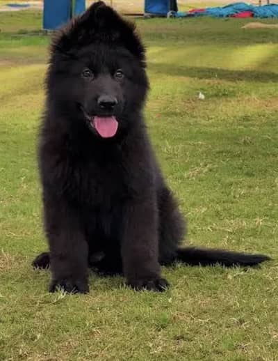 German Shepherd Puppies WhatsApp03055534678