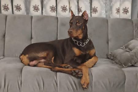 doberman matting available. 40 thousand charges