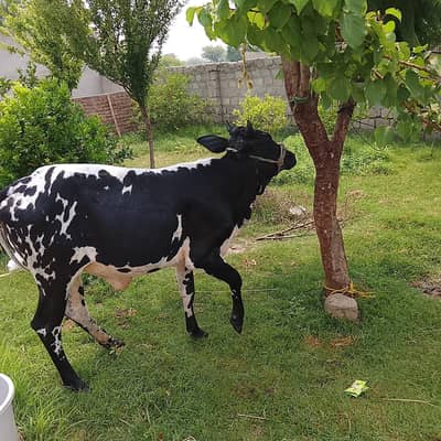 chogi hai