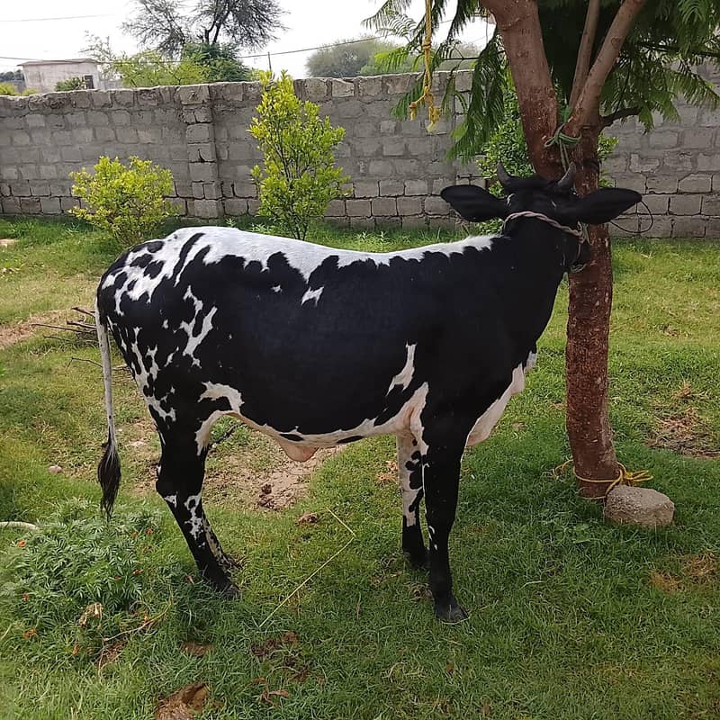 chogi hai 1