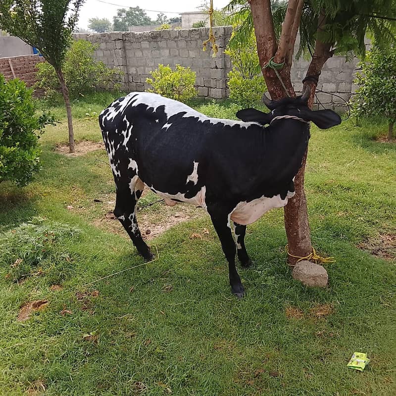 chogi hai 2