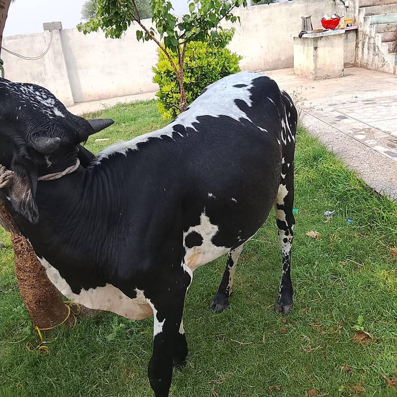 chogi hai 3