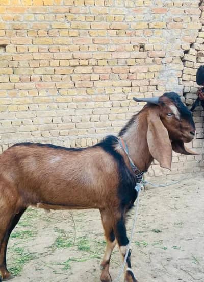 bakra for sale my WhatsApp number 03 45 70 84 4 34