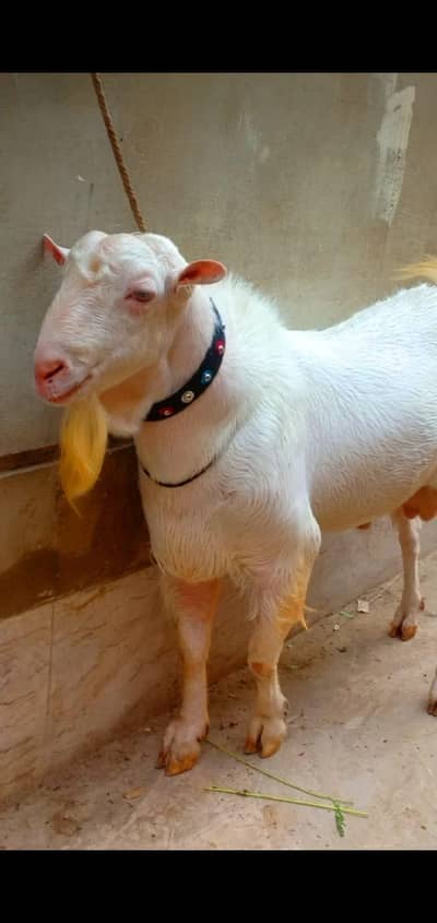 Tedi Bakra