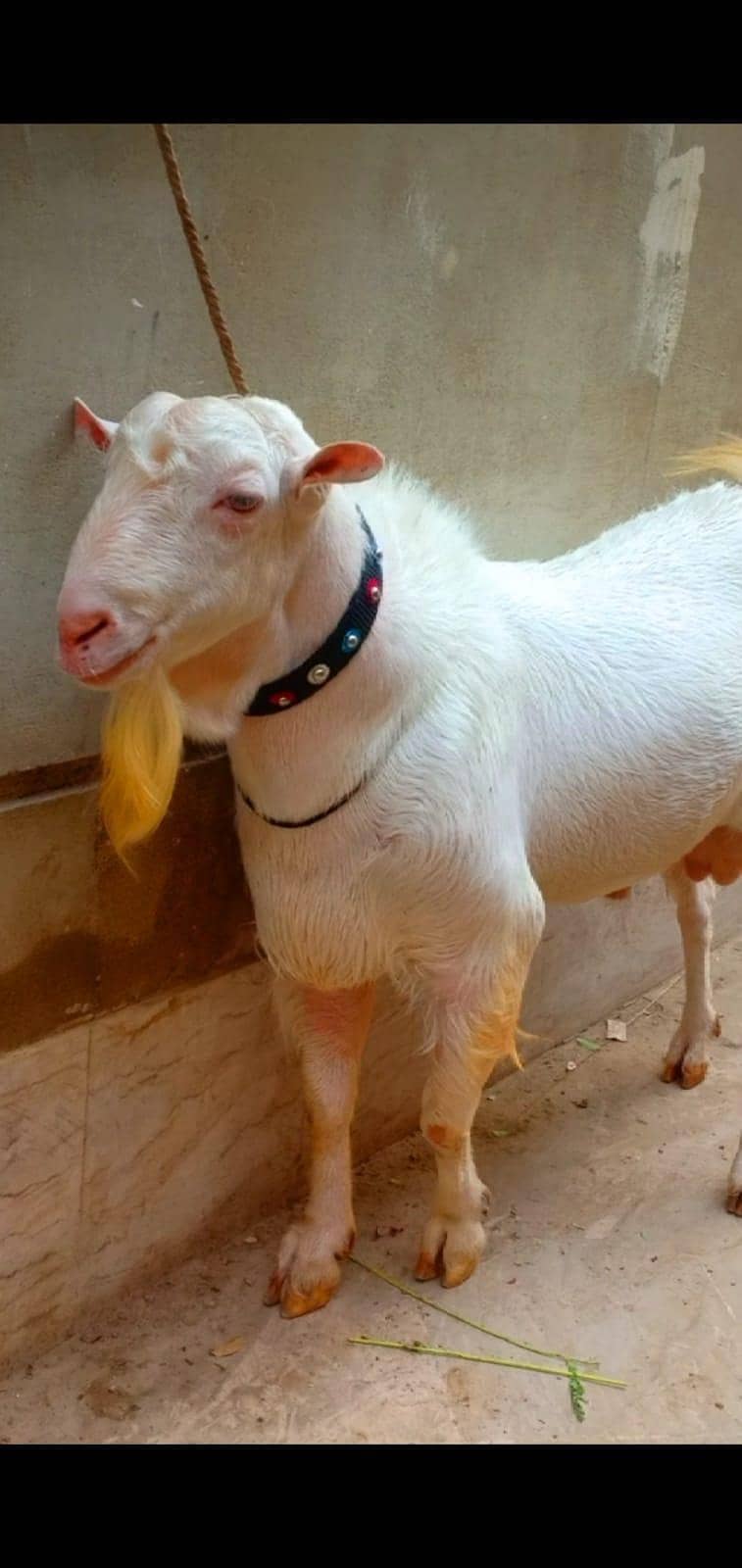 Tedi Bakra 0