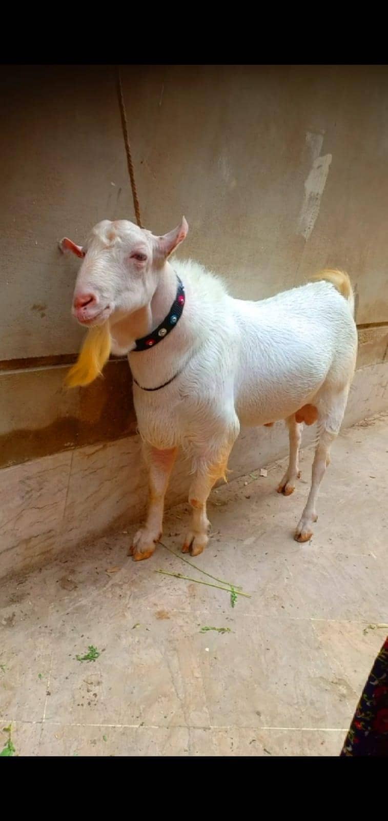 Tedi Bakra 2