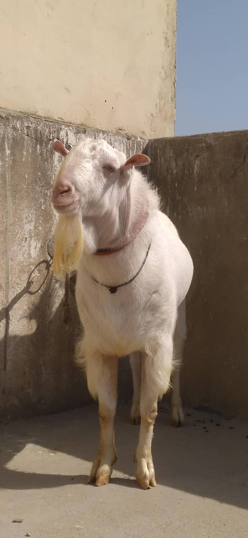 Tedi Bakra 3