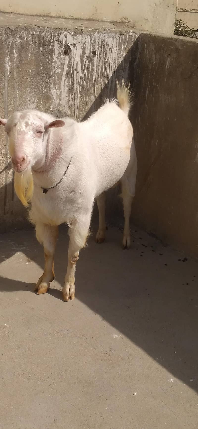 Tedi Bakra 4