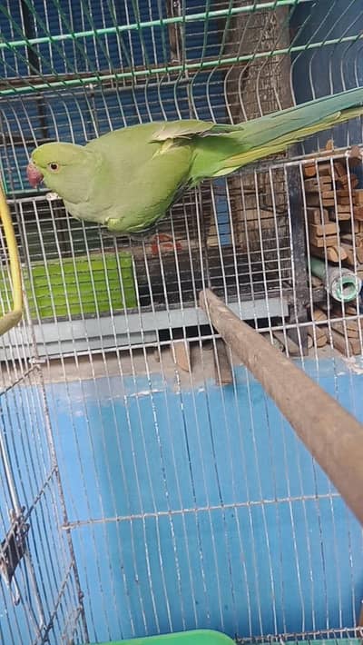 ring neck jangli femele for sale first breed wali hai