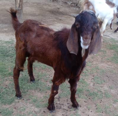 qurbani k Liye Bakra