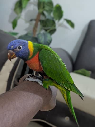 lory chicks / lorikeet parrot chicks /  Lorie chicks  / 03342248084