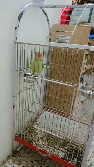 Raw parrot