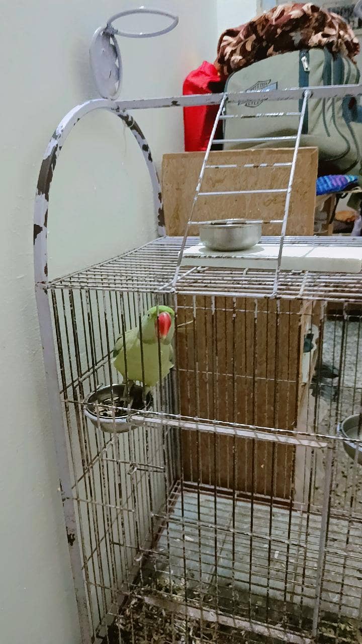 Raw parrot 2