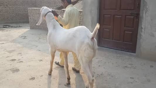 Gulabi Bakra For Sale _ 03246711890