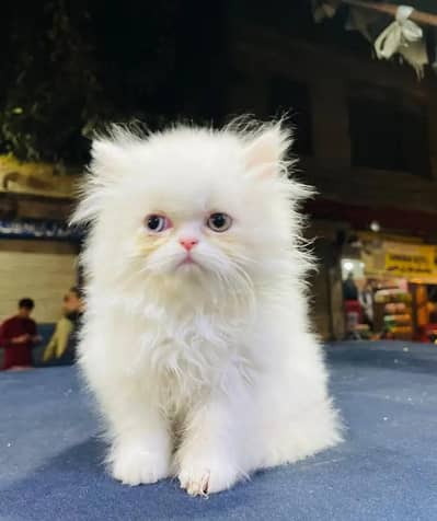 Persian female kitten for sale all Pakistan delivery available