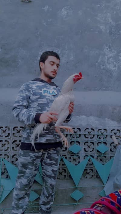 aseel egg for sale