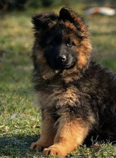 German Shepherd Puppies WhatsApp03055534678