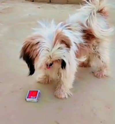 Shitzu family dog