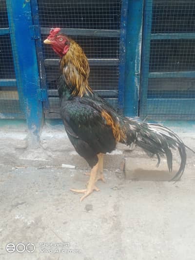 Aseel murga for sale