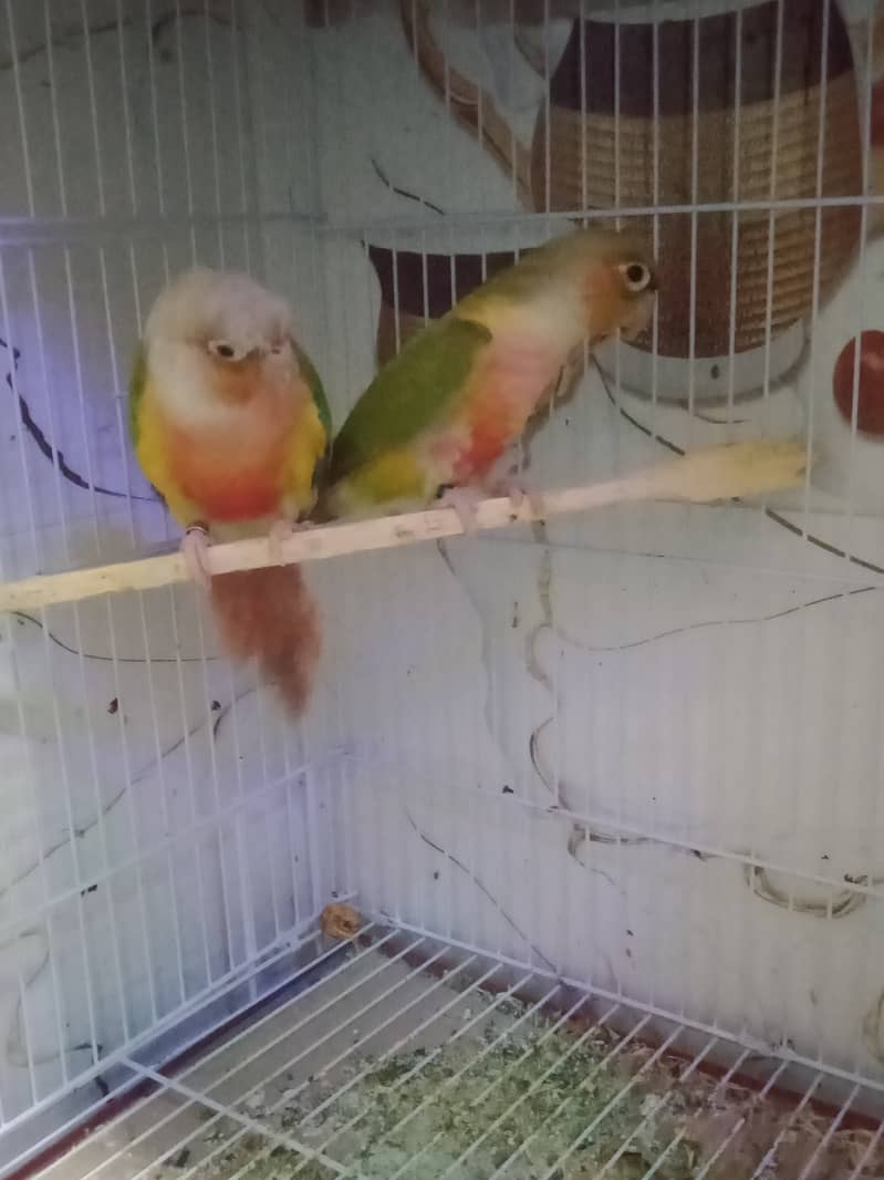 PineappleCinore 0