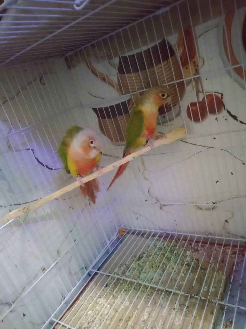 PineappleCinore 3